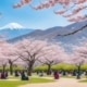 Japan's Cherry Blossoms