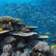 The Great Barrier Reef