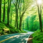 Forest Roads